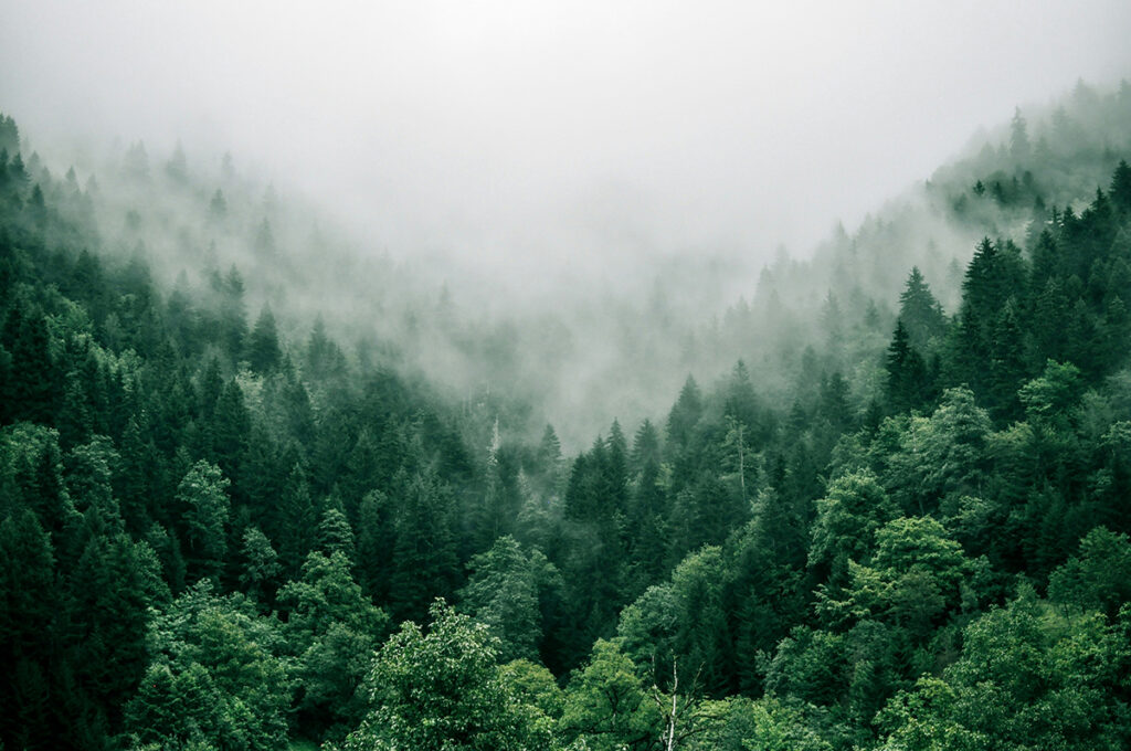 Holzenergie